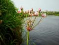 Kwiaty rzeki Narew