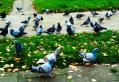 Parkowe ptaki - Łomża